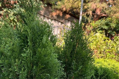 Товар дня: хвойные растения по спеццене