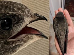 «Стрижепад» случился в Таганроге из-за жары 