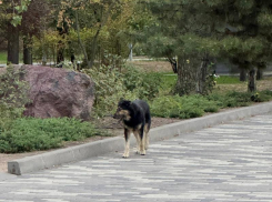 Нашествие собак: агрессивные животные захватывают Таганрог