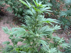 Таганрожец планировал употреблять отраву сам