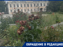 Это не страна чудес: в таганрогском сквере Чехова гибнут розы 