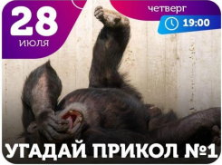 Любишь шутить и думаешь, что знаешь все шутки наизусть? Докажи!