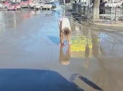 Голая  девушка - чистюля помылась в водостоках Центрального рынка в Таганроге