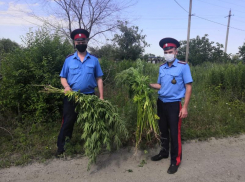 Рейд по обнаружению и уничтожению очагов дикорастущей конопли в Таганроге 