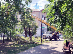 В Таганроге вновь звучит бензопила: еще минус дерево?