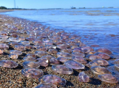 Из-за осолонения  рыба покидает Азовское море