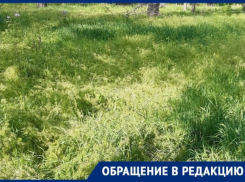  «Мы не могли даже найти мячик», - в Приморском парке Таганрога трава по колено