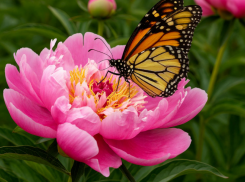 В Таганроге буйным цветом распустились пионы: как поддержать их здоровое состояние - совет агронома