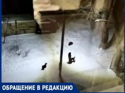 Агрессивные собаки пугают жителей улицы Инициативной в Таганроге