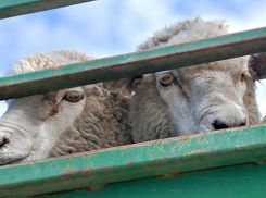 В Таганроге овцы хотели пересечь границу