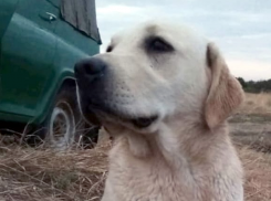 Водитель маршрутки сбил собаку и скрылся с места ДТП в Таганроге 