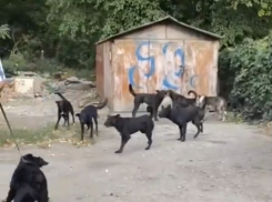 Свора агрессивных псов держит в страхе микрорайон Таганрога