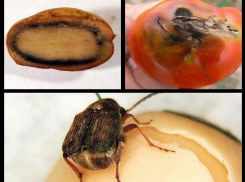 Жителям Таганрога советуют внимательно относится к выбору продуктов