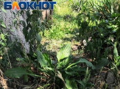 Таганрог, Михаил Танич, подорожник… 