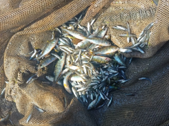 Рыбоводы оценили состояние молоди судака и тарани: восстановят ли их популяции в Таганрогском заливе?  