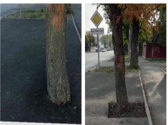 «Блокнот –Таганрог» поблагодарили за спасенное  дерево