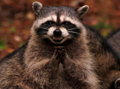 В «Доме енота» под Таганрогом прошла вакцинация от бешенства