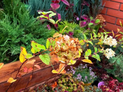 Таганрожцам на заметку: как правильно подготовить сад к зиме 