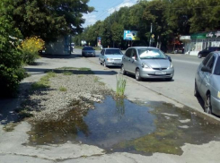 В Таганроге лужа посреди тротуара превратилась в озеро, где пророс камыш