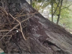 Ученые-экологи Таганрога встревожены: гибнет 300-летний дуб