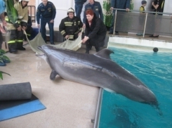 В ростовском дельфинарии прошли пожарные учения