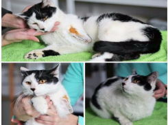 В Таганроге ищут хозяев котику-инвалиду