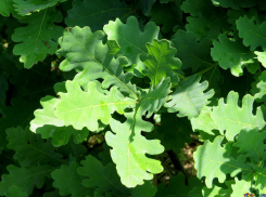 Больше 7000 дубов высадят под Таганрогом в память о погибших моряках