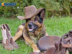 Не обижайте сегодня животных: советы таганрожцам на 15 августа