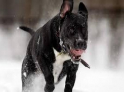 В Таганроге мужчина выстрелил в молодого человека, выгуливающего собаку на его газоне