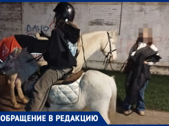 В стихийное пастбище для пони превратили Гимназический сквер школьницы