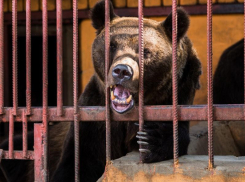 Таганрожцы создали петицию, чтобы закрыть живой уголок в парке Горького