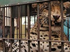 На защиту застреленного леопарда в Таганроге встали активисты-зоозащитники