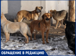 «Отдельно кусок хвоста»: в Таганроге дикие собаки снова растерзали кота