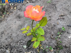 Как таганрожцам подготовить розы к зиме