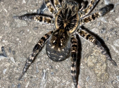 «Я в первый раз в жизни вижу такое»: в Таганроге снова замечены тарантулы