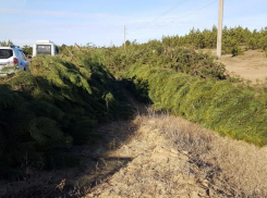 В Ростовской области усилят охрану елок и сосен