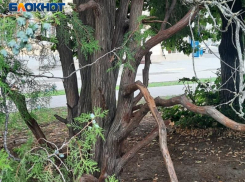 МКУ «Благоустройство» не справляется со своими обязанностями