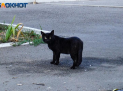 Для таганрожцев 11 января — день особый, «страшный»