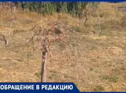 Равнодушие властей погубило деревья на чеховской набережной Таганрога
