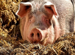 Африканская чума свиней - таганрожцев призывают покупать мясо в местах санкционированной торговли