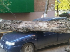 Сильный ветер в Таганроге уронил деревья и балкон