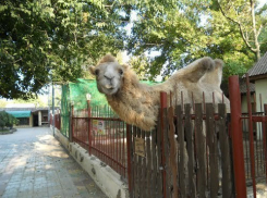 В Таганрогском зоопарке спасатели провели профилактическую акцию