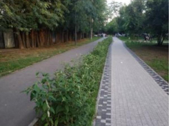 Таганрожцы, «справа – дорожка ходить пешком, слева - велодорожка»