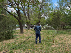 «Поливаем регулярно»: таганрогская администрация отчиталась о новых насаждениях, а жители усомнились
