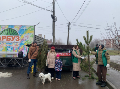 В Таганроге в третий раз подряд пройдёт акция по сбору ёлок