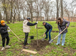 Таганрог потерял Зеленхоз — теперь плачем над высохшими деревьями