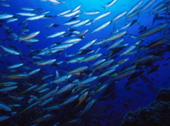 Таганрогские ученые научились контролировать поведение рыб