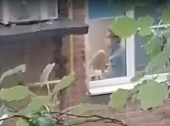 «УЗИ с сюрпризом» ожидало пациенток в одной из клиник Таганрога