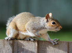 «Малышек бросили на выживание»: таганрогские белки кормятся в мусорных баках, конкурируя с крысами