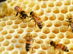 Грозит развитием рака: донской мёд признали небезопасным - комментарий таганрогского эксперта